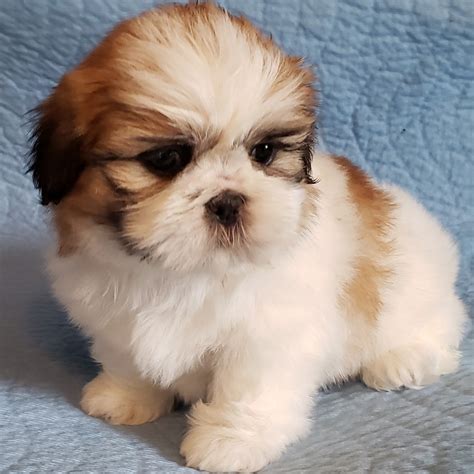 shitzu pups for sale|shih tzu puppies sale near me.